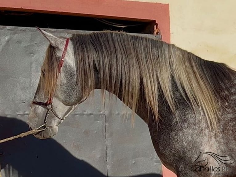 PRE Étalon 5 Ans 163 cm Gris in Barcelona