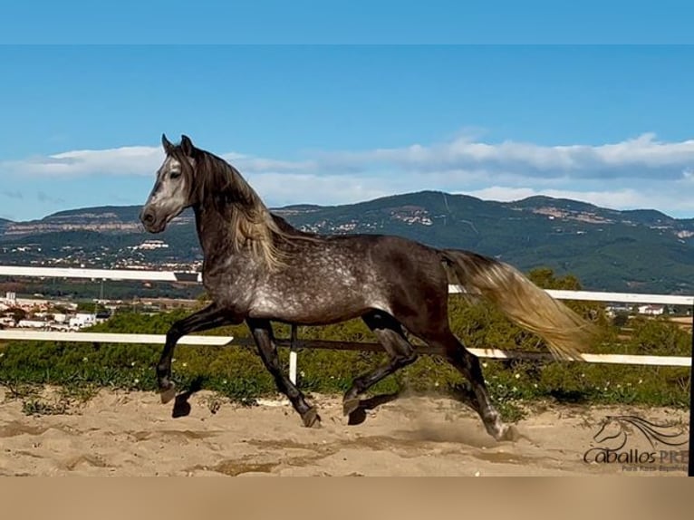 PRE Étalon 5 Ans 163 cm Gris in Barcelona