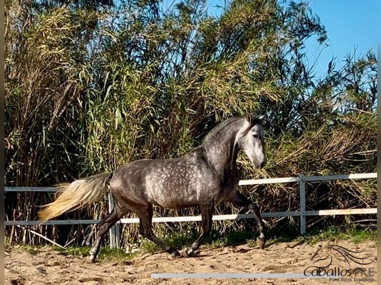 PRE Étalon 5 Ans 163 cm Gris in Barcelona