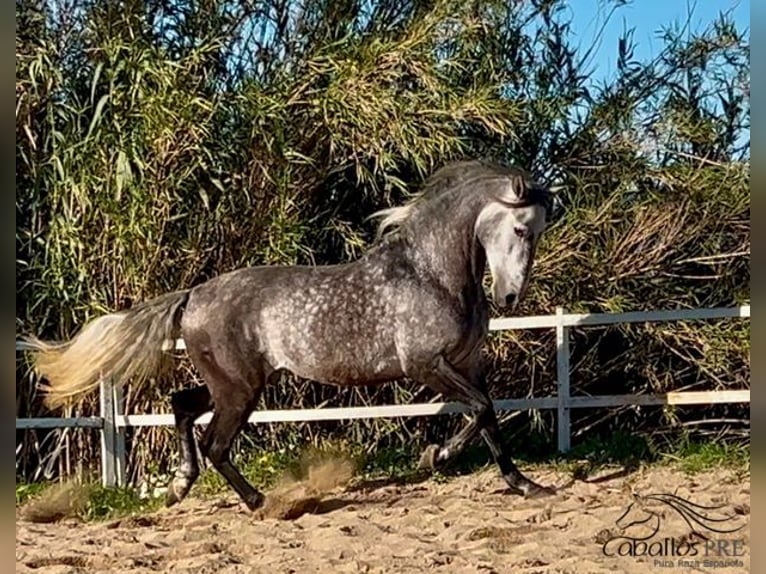 PRE Étalon 5 Ans 163 cm Gris in Barcelona