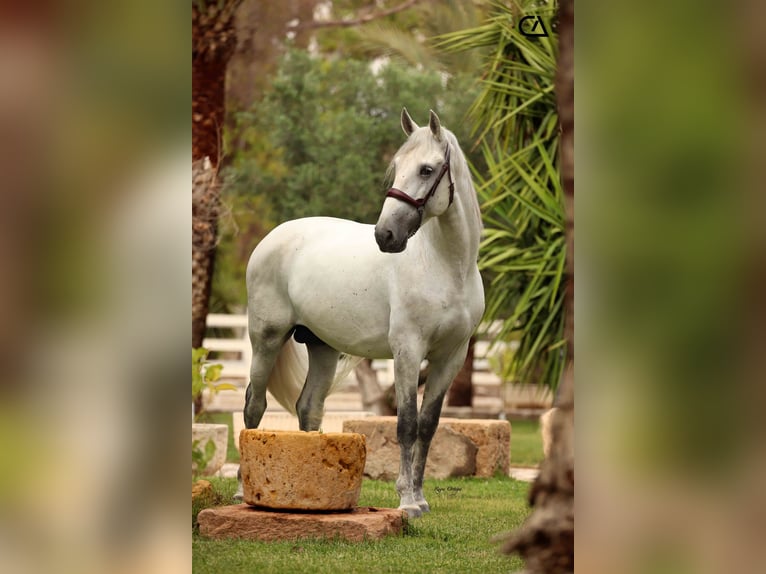 PRE Étalon 5 Ans 163 cm Gris moucheté in Puerto Lumbreras