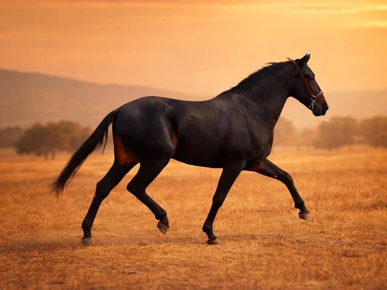 PRE Croisé Étalon 5 Ans 163 cm Noir in Navas Del Madroño