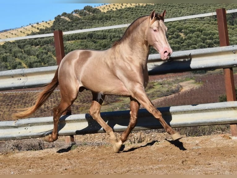 PRE Étalon 5 Ans 163 cm Perle in Provinz Cordoba