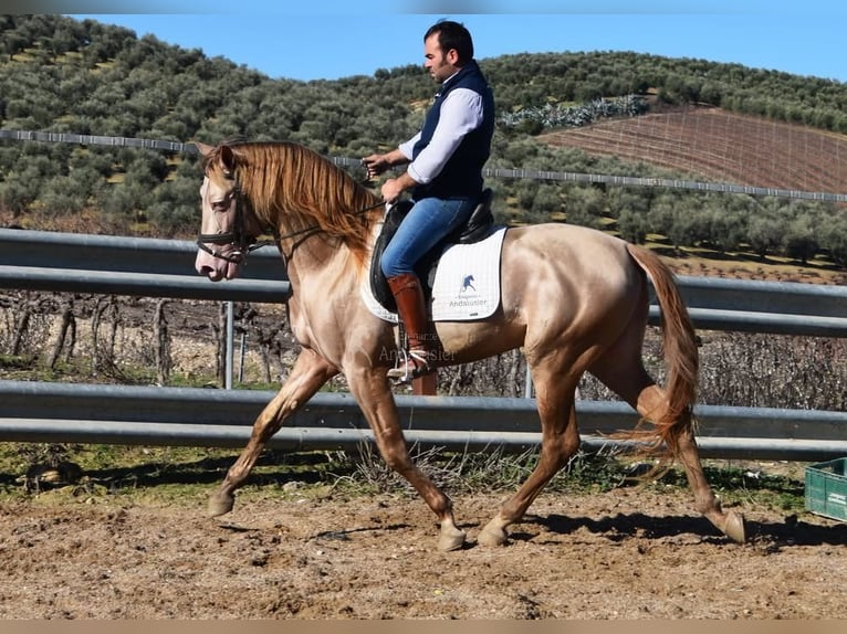 PRE Étalon 5 Ans 163 cm Perle in Provinz Cordoba