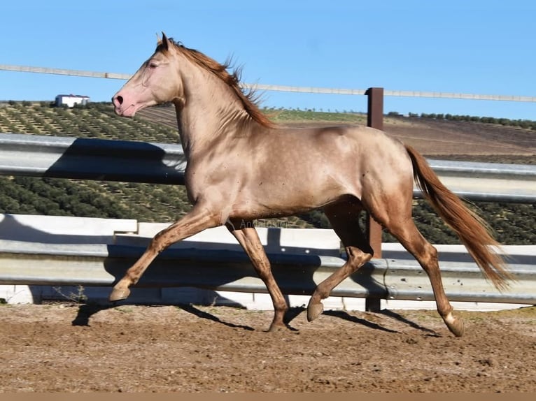 PRE Étalon 5 Ans 163 cm Perle in Provinz Cordoba