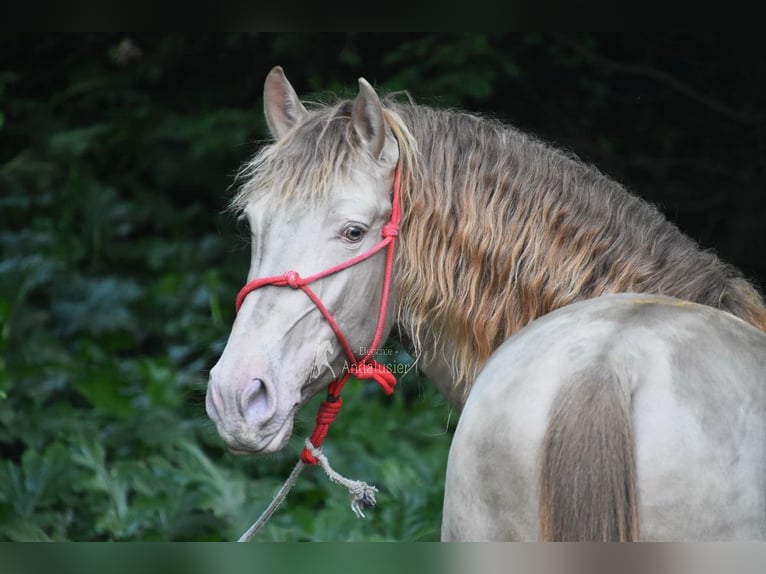 PRE Étalon 5 Ans 163 cm Perle in Provinz Cordoba