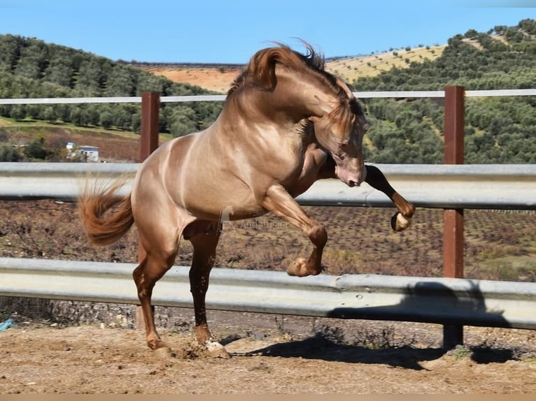 PRE Étalon 5 Ans 163 cm Perle in Provinz Cordoba