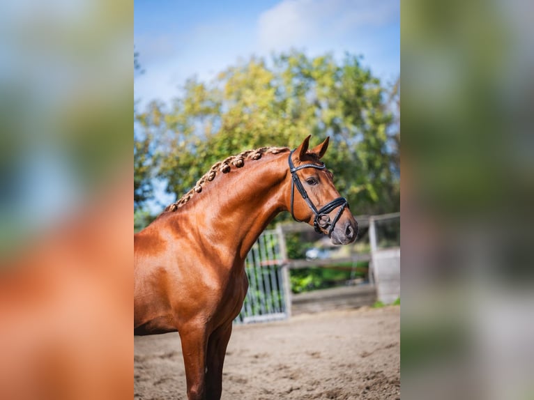PRE Croisé Étalon 5 Ans 164 cm Alezan in Poeldijk