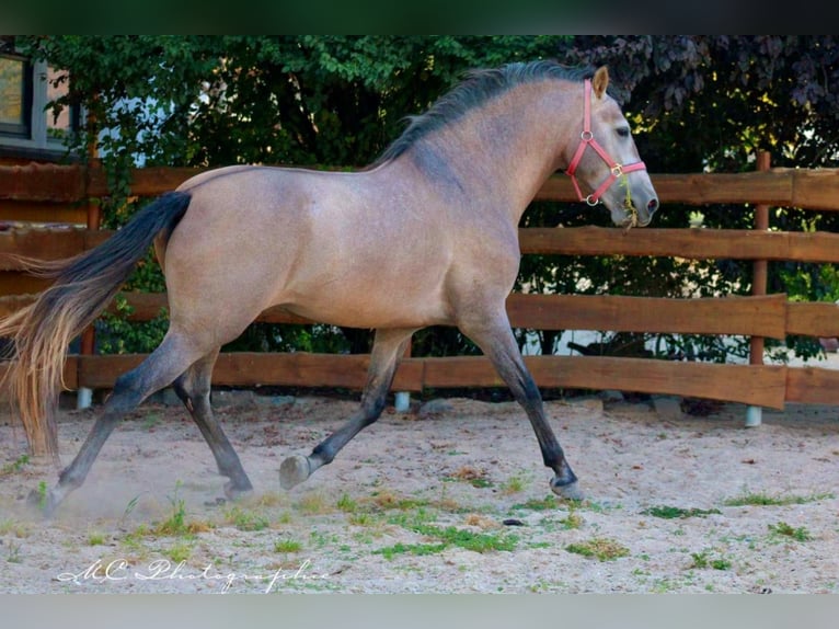 PRE Étalon 5 Ans 164 cm Aubère in Polenz