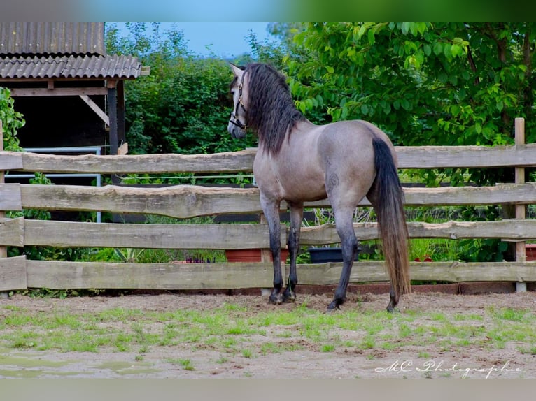 PRE Étalon 5 Ans 164 cm Aubère in Polenz