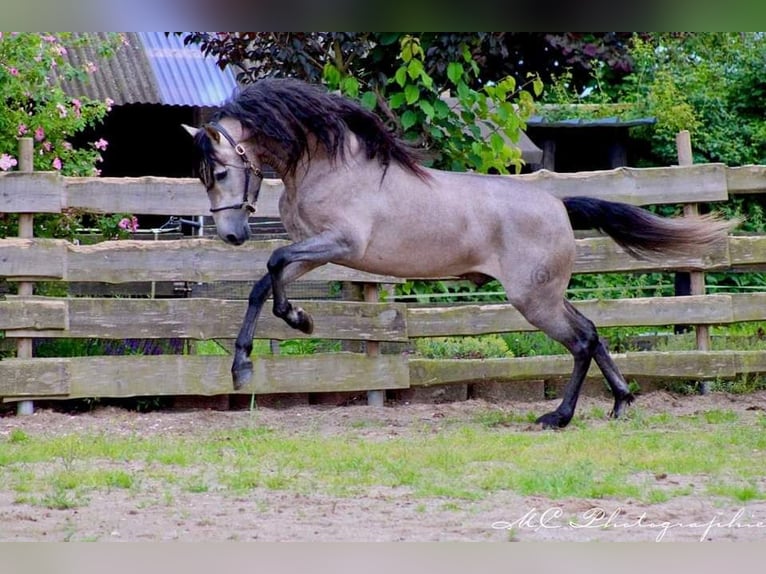 PRE Étalon 5 Ans 164 cm Aubère in Polenz