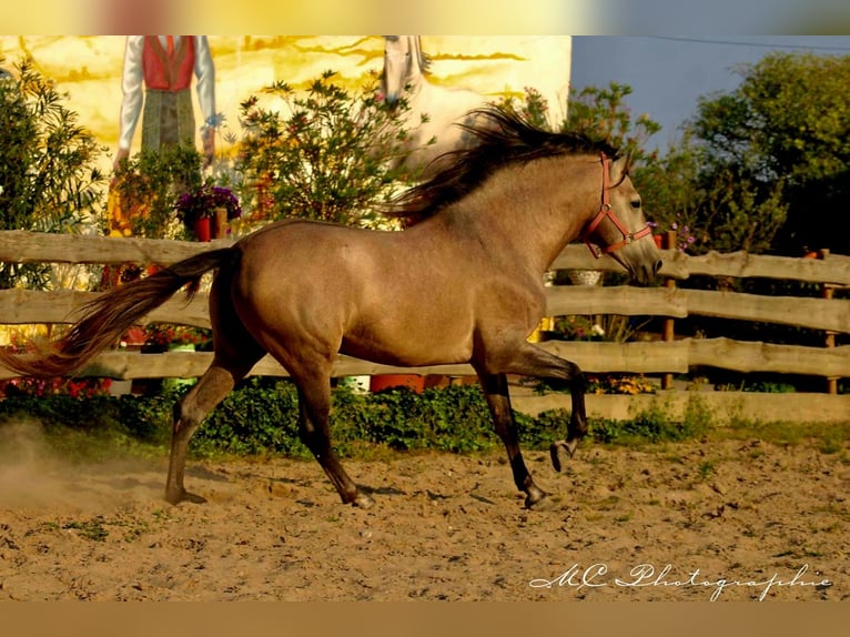 PRE Étalon 5 Ans 164 cm Aubère in Polenz