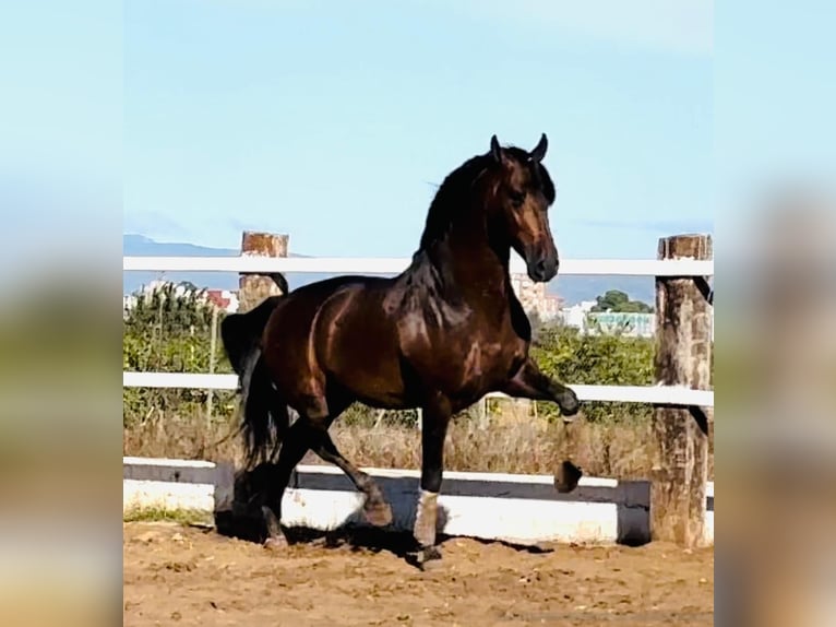 PRE Croisé Étalon 5 Ans 164 cm Bai brun in Almerimar