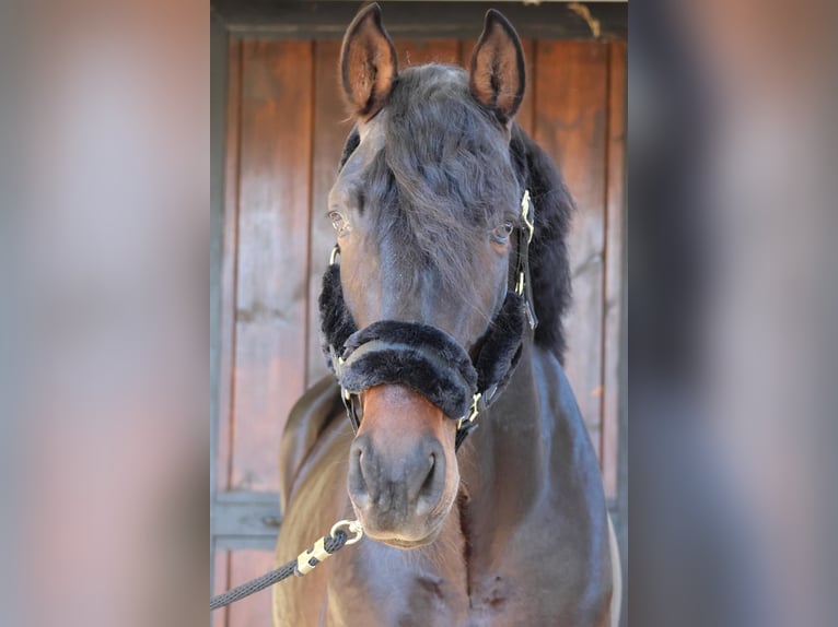 PRE Étalon 5 Ans 164 cm Bai brun in Madrid