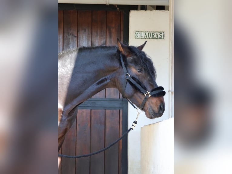 PRE Étalon 5 Ans 164 cm Bai brun in Madrid