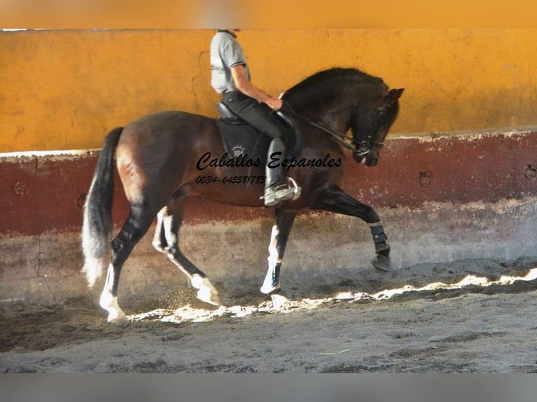 PRE Étalon 5 Ans 164 cm Bai brun foncé in Vejer de la Frontera