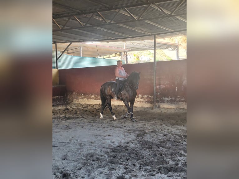 PRE Étalon 5 Ans 164 cm Bai brun foncé in Vejer de la Frontera