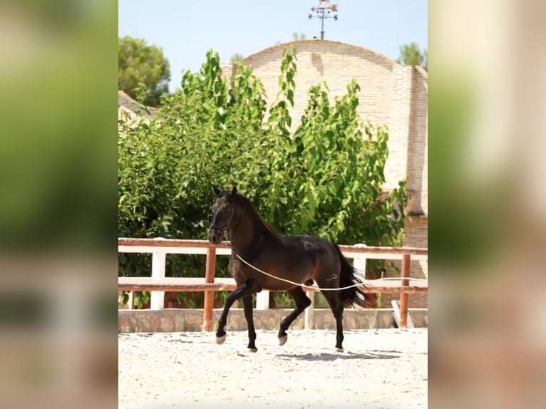 PRE Étalon 5 Ans 164 cm Bai in El Catllar