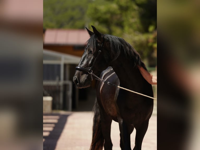 PRE Étalon 5 Ans 164 cm Bai in El Catllar