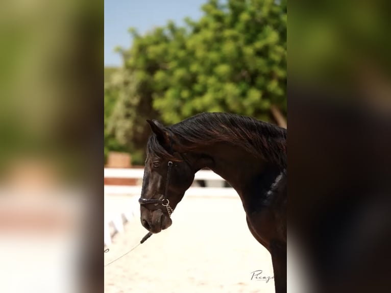 PRE Étalon 5 Ans 164 cm Bai in El Catllar