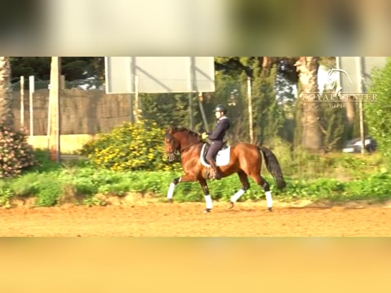 PRE Étalon 5 Ans 164 cm Bai clair in La Barrosa