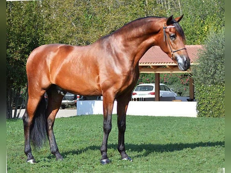 PRE Croisé Étalon 5 Ans 164 cm Bai clair in Barcelona