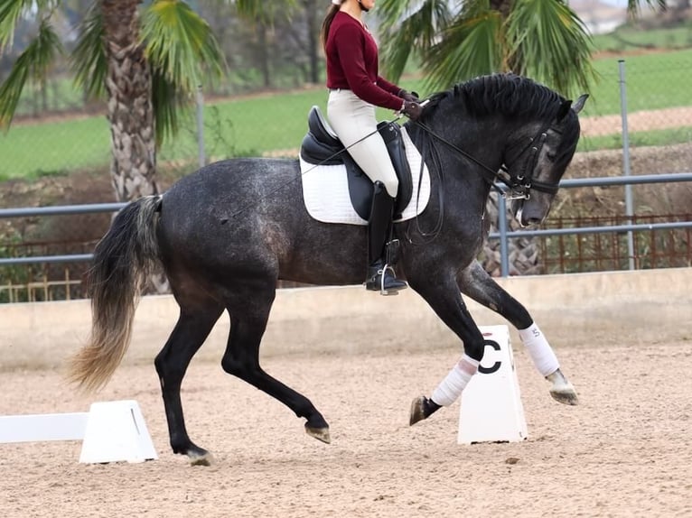 PRE Croisé Étalon 5 Ans 164 cm Gris in Navas Del Madroño