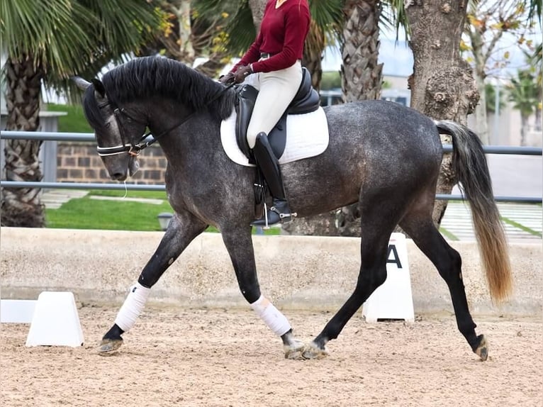 PRE Croisé Étalon 5 Ans 164 cm Gris in Navas Del Madroño