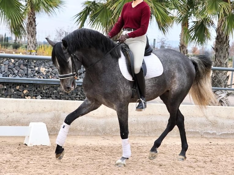 PRE Croisé Étalon 5 Ans 164 cm Gris in Navas Del Madroño