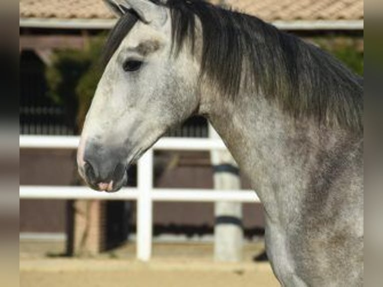 PRE Croisé Étalon 5 Ans 164 cm Gris in Gijon