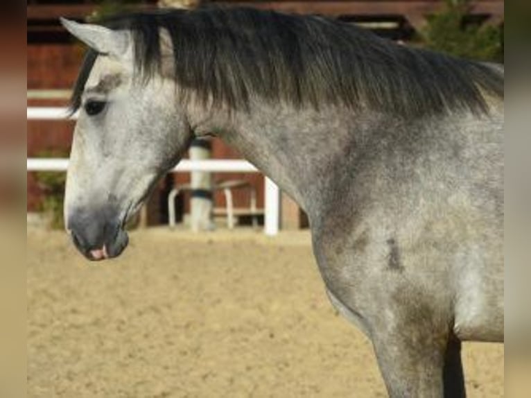 PRE Croisé Étalon 5 Ans 164 cm Gris in Gijon