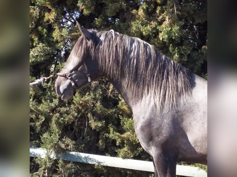 PRE Croisé Étalon 5 Ans 164 cm Gris in M&#xE1;laga