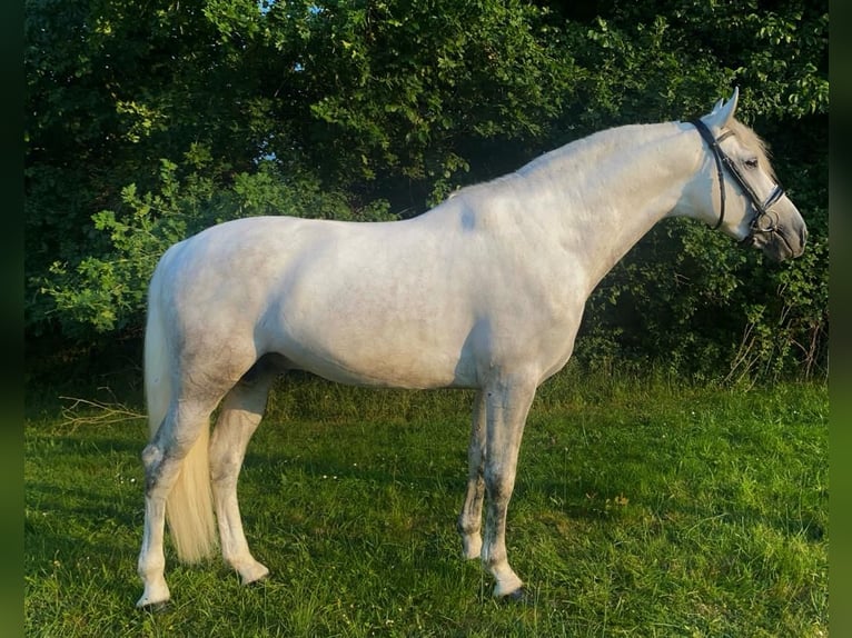 PRE Croisé Étalon 5 Ans 164 cm Gris in Petit-Mars