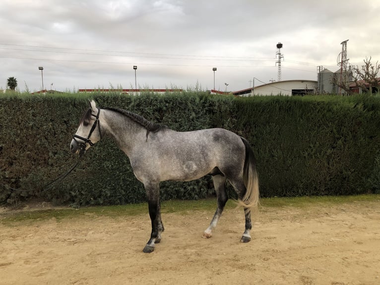 PRE Étalon 5 Ans 164 cm Gris in Pilas