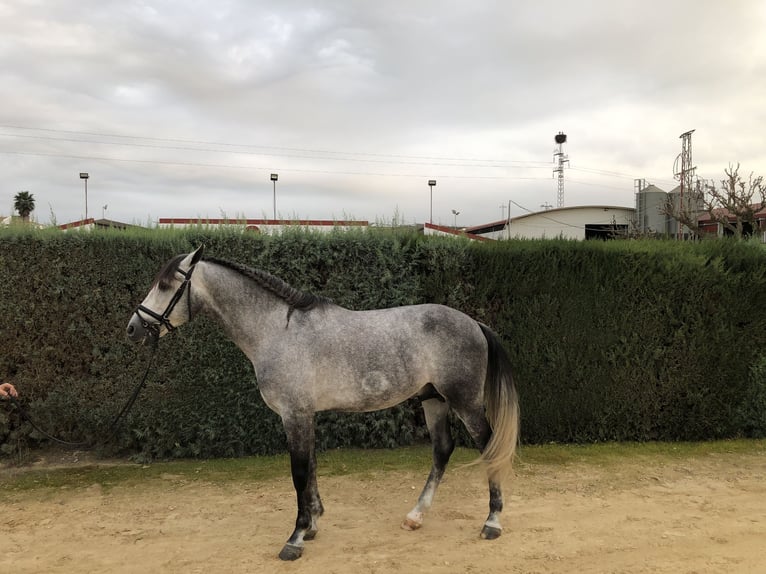 PRE Étalon 5 Ans 164 cm Gris in Pilas