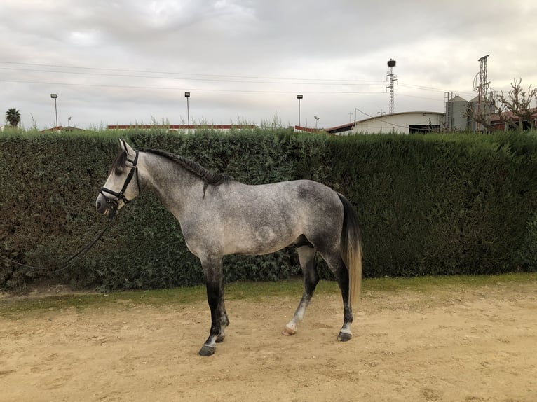 PRE Étalon 5 Ans 164 cm Gris in Pilas