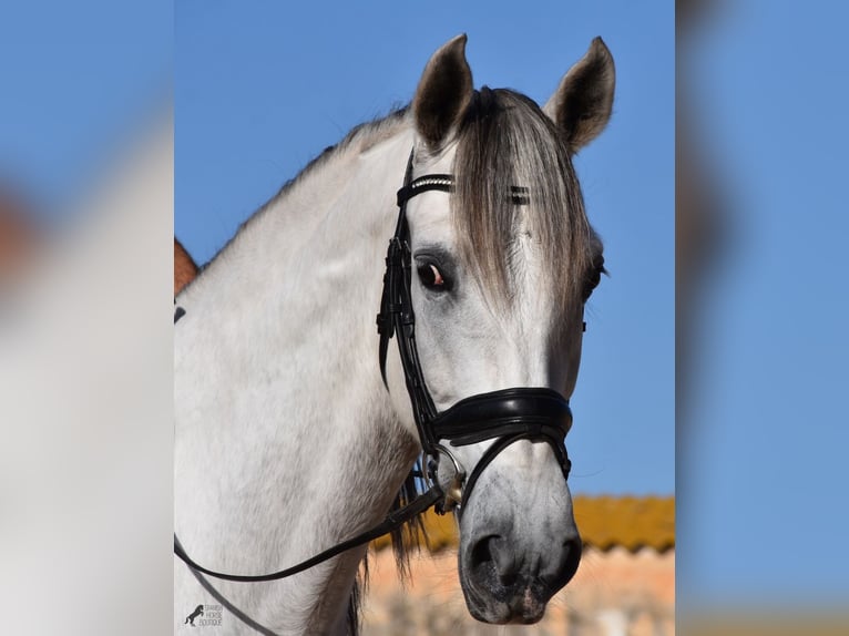 PRE Croisé Étalon 5 Ans 164 cm Gris in Menorca