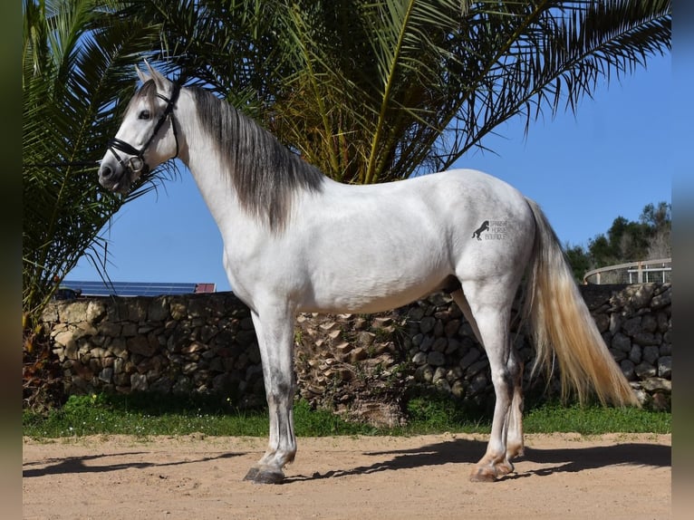 PRE Croisé Étalon 5 Ans 164 cm Gris in Menorca