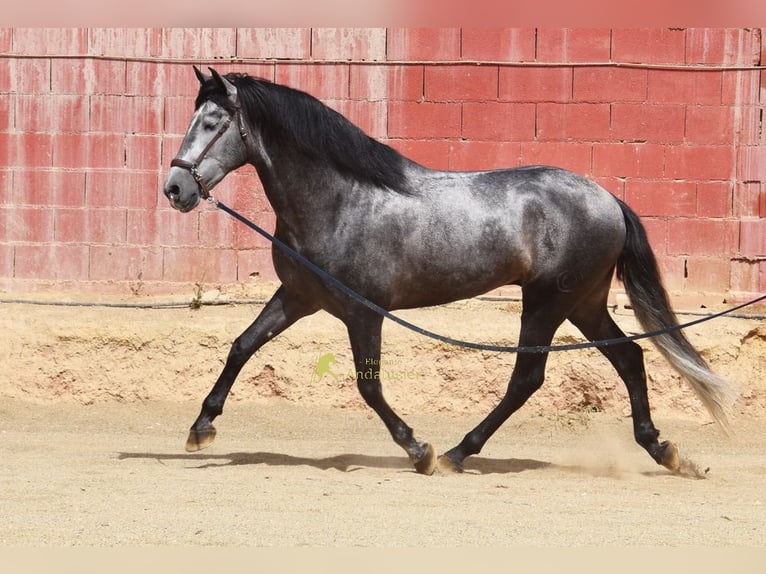 PRE Étalon 5 Ans 164 cm Gris in Provinz Granada