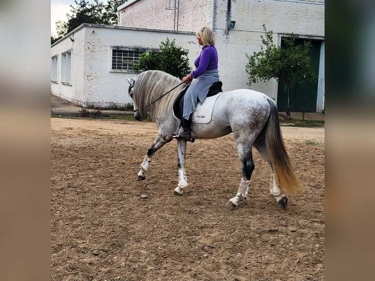 PRE Croisé Étalon 5 Ans 164 cm Gris in Vejer de la Frontera