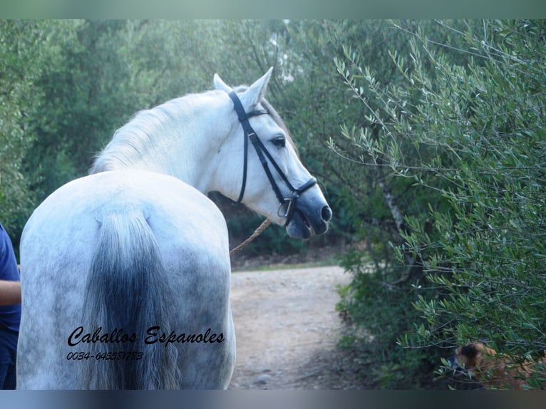 PRE Croisé Étalon 5 Ans 164 cm Gris in Vejer de la Frontera