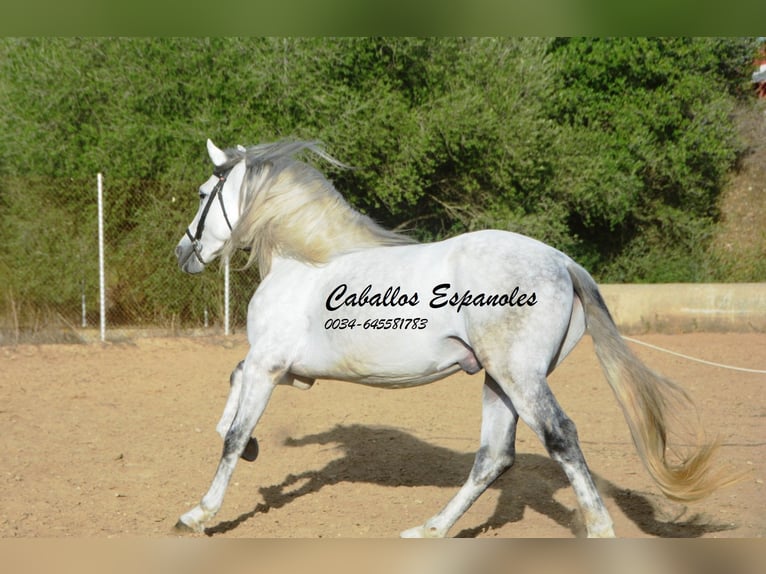 PRE Croisé Étalon 5 Ans 164 cm Gris in Vejer de la Frontera