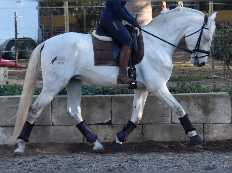 PRE Étalon 5 Ans 164 cm Gris in Mallorca