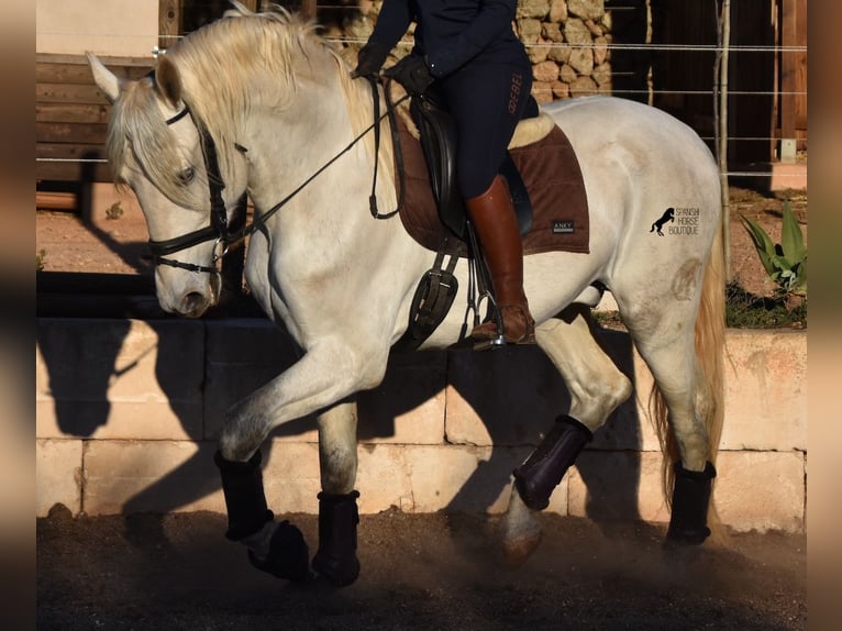 PRE Étalon 5 Ans 164 cm Gris in Mallorca