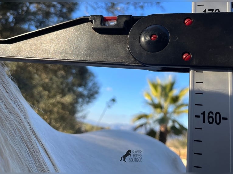 PRE Étalon 5 Ans 164 cm Gris in Mallorca
