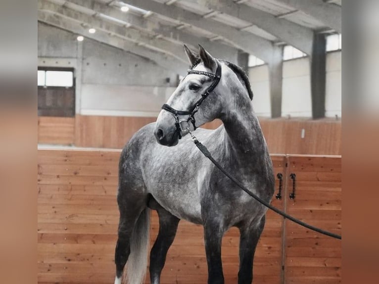 PRE Étalon 5 Ans 164 cm Gris pommelé in Saint-Claude