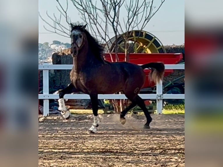 PRE Croisé Étalon 5 Ans 164 cm Gris pommelé in Martfeld