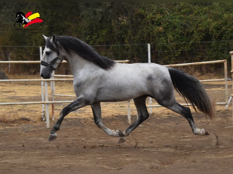 PRE Étalon 5 Ans 164 cm Gris pommelé in El Real De La Jara, Sevilla