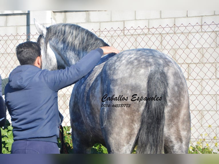 PRE Étalon 5 Ans 164 cm Gris pommelé in Vejer de la Frontera