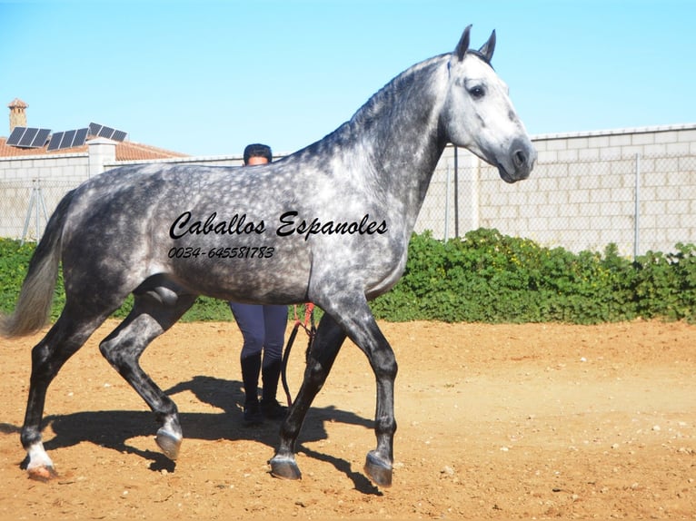 PRE Étalon 5 Ans 164 cm Gris pommelé in Vejer de la Frontera